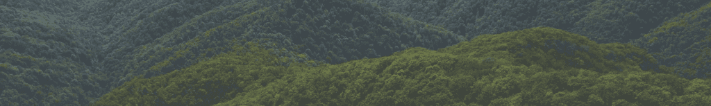 Lush Green Forest Landscape - DB Sustain